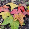 Liquidambar formosana var. monticola - herfst