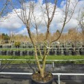 Prunus domestica Reine Claude 'Verte' - 2