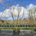 Prunus domestica Reine Claude 'Verte' - 1