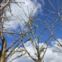 Prunus domestica Reine Claude 'Verte' - kroon in maart 2026  bloeihout