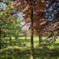 Fagus sylvatica 'Atropunicea' - 4
