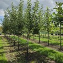 Malus domestica 'Notarisappel' - 5