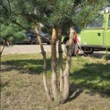 Pinus sylvestris - 3