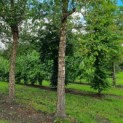 betula nigra - Afbeelding 2
