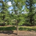 Acer Triflorum - Foto 8