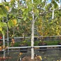 Ficus carica - Foto 5