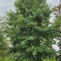 Liquidambar styraciflua - 4