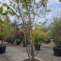 Parrotia persica - 2
