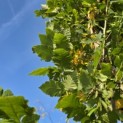 Koelreuteria paniculata 'Fastigiata' - 5