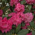 Rhododendron yakushimanum 'Fantastica' - 1