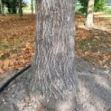 Tilia platyphyllos - Foto 2