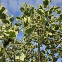 Liriodendron tulipifera 'Snowbird' - 5