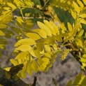 Gleditsia triacanthos 'Sunburst' - Foto 1