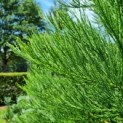 Sequoiadendron giganteum - Mammoetboom naald