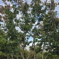 Parrotia persica - Foto 1