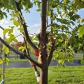 Acer griseum - Foto 2