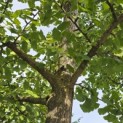 Ginkgo biloba - 4