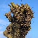 Salix Alba - 4