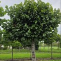 Tilia americana 'Nova' - Foto 2