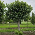 Tilia americana 'Nova' - Foto 1
