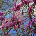 Magnolia 'Betty' - 1