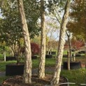 Quercus Suber - 2