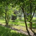 Platanus x Hispanica - 2024