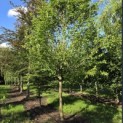 Carpinus betulus 'Frans Fontaine'   (Fastigiata) - 1