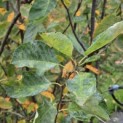 Amelanchier lamarckii - Foto 2