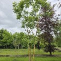 Koelreuteria paniculata - 4