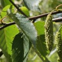 Betula albosinensis 'Fascination' - Foto 3
