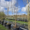 Betula albosinensis 'Fascination' - Foto 2