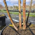 Betula albosinensis 'Fascination' - Foto 1