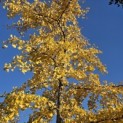 Ginkgo biloba - 2