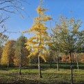 Ginkgo biloba - 4