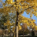 Ginkgo biloba - 3