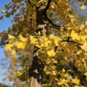 Ginkgo biloba - 1