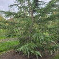 Cedrus deodara - Foto 1