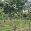 Parrotia persica - Foto 5