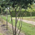 Parrotia persica - Foto 4