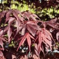 Acer palmatum 'Bloodgood' - Foto 1