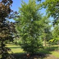 Fagus sylvatica - juni 2026
