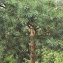 Pinus sylvestris - Foto 3