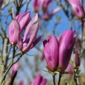 Magnolia 'Susan' - Foto 1