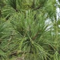 Pinus nigra - Foto 7