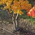 Parrotia persica 'Bella' - 2