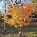 Parrotia persica 'Bella' - 1