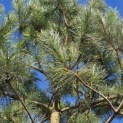 Pinus nigra 'Nigra' - Foto 4