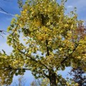 Ginkgo biloba - regelmatige kroonopbouw najaar 2024