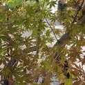 Acer palmatum 'Kurabu-Yama' - Foto 2